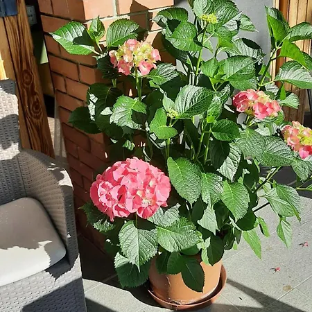 Siesta Vendeghaz * Eger